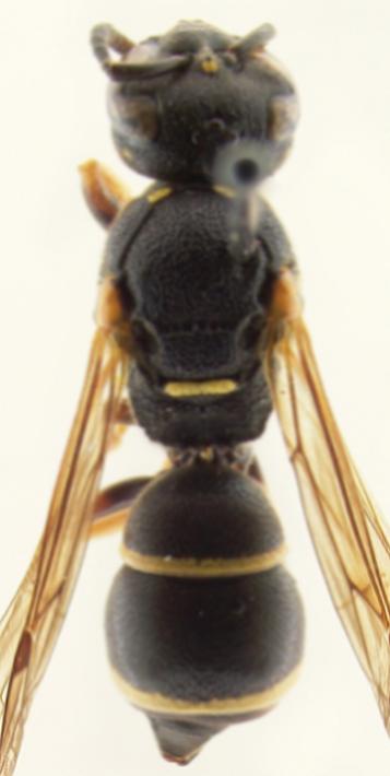 Stenodynerus punctifrons 