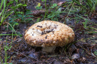 Lactarius resimus 