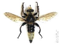 Laphria gibbosa 