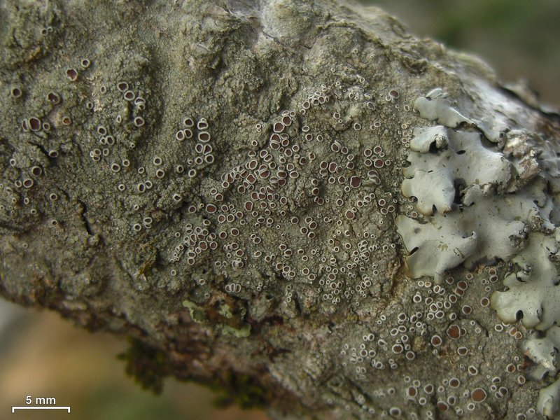 Lecanora chlarotera 