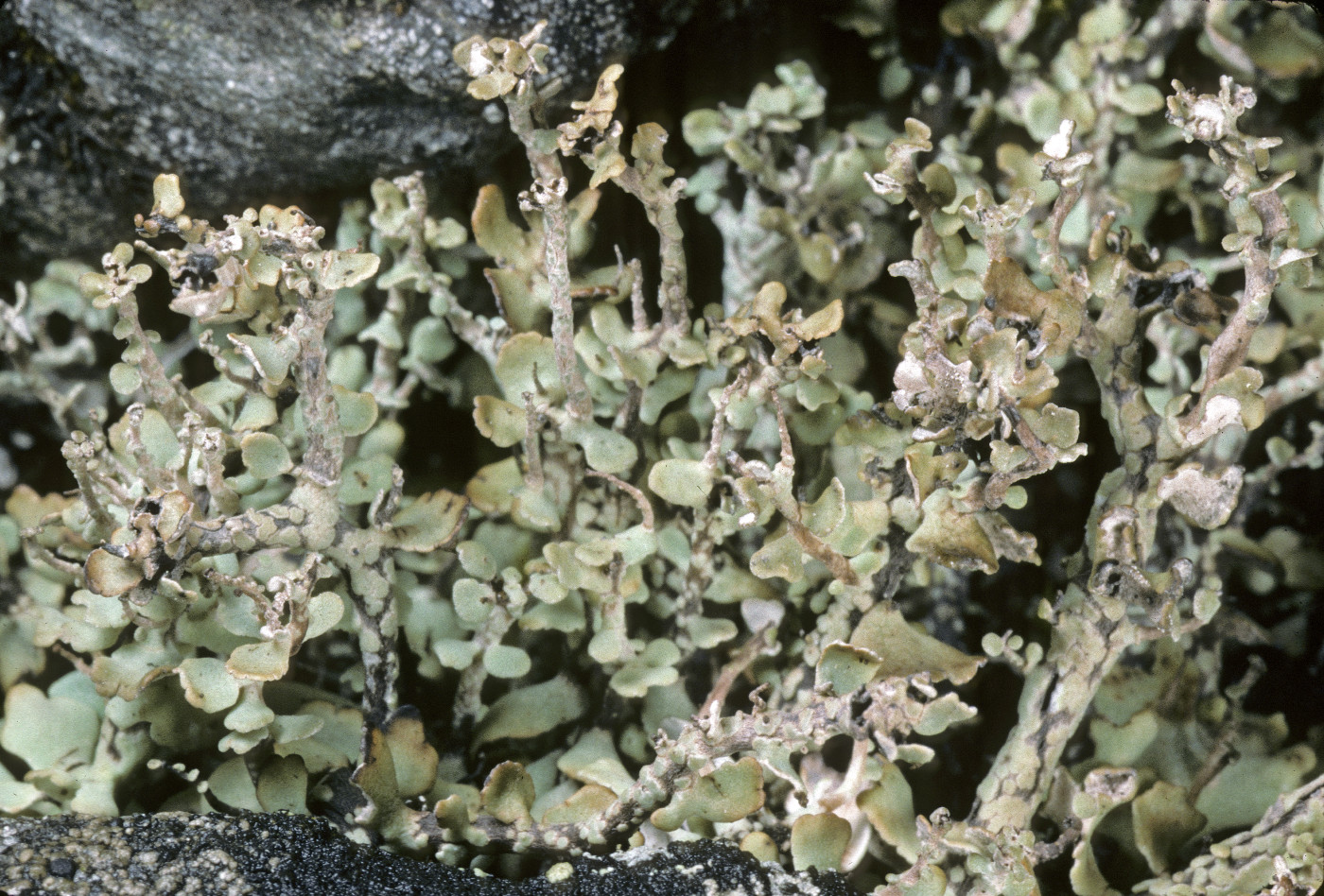 Cladonia stricta