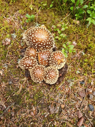 Amanita regalis