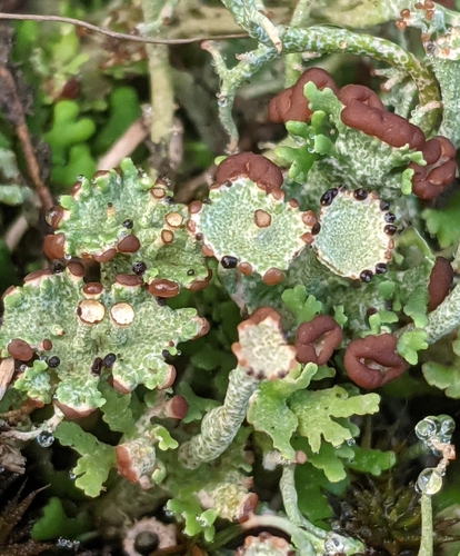 Cladonia cervicornis 