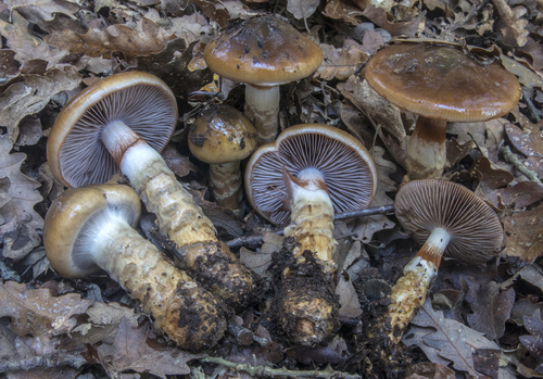 Cortinarius trivialis 