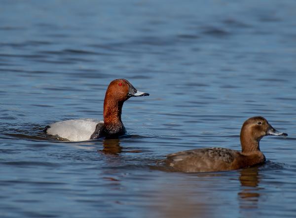 ������������� �����