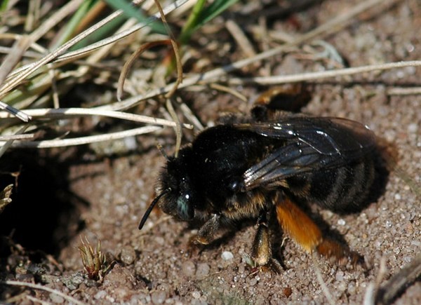 Anthophora (Pyganthophora) retusa baicalensis 