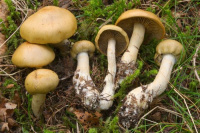 Cortinarius subtortus