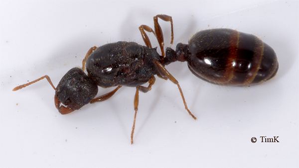 Tetramorium tsushimae (= caespitum) 