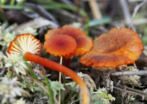 Hygrocybe coccineocrenata