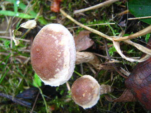 Hebeloma mesophaeum