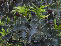 Peltigera collina