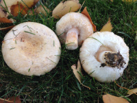 Lactarius pubescens