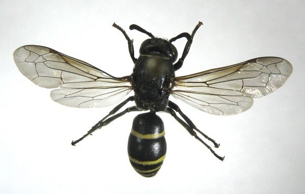 Euodynerus (Pareuodynerus) notatus