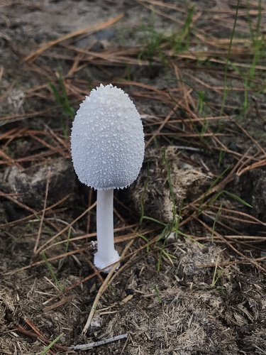 Coprinopsis nivea