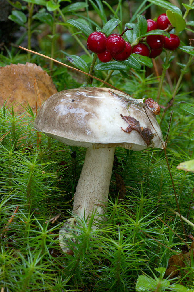 Leccinum variicolor