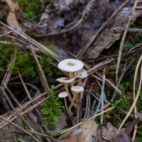 Collybia tuberosa