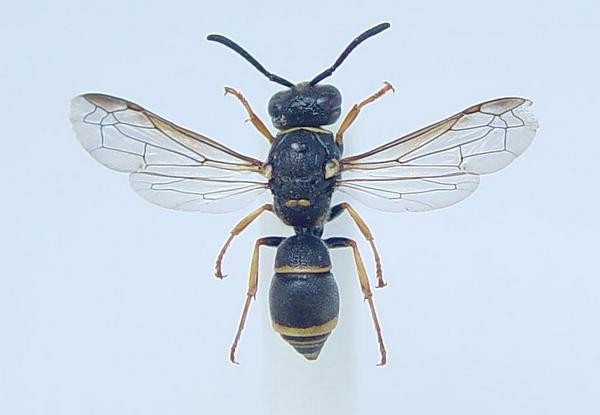 Allodynerus mandschuricus