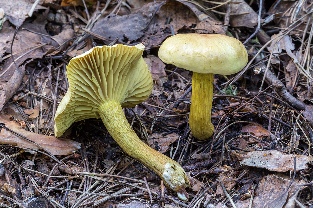 Tricholoma sulphurellum