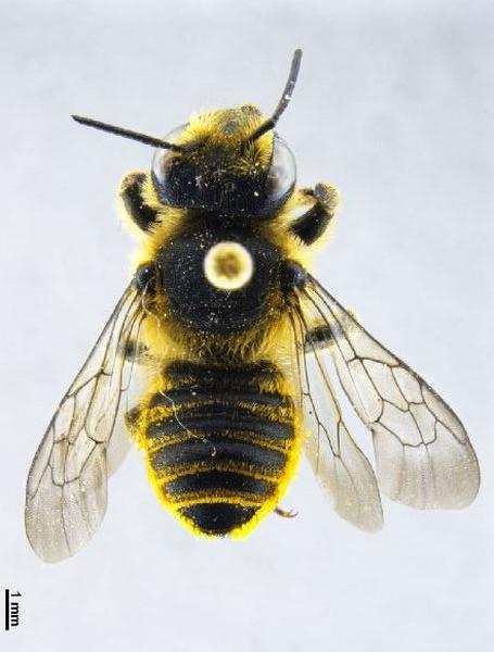 Megachile (Megachile) melanopyga