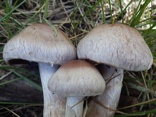 Cortinarius lucorum