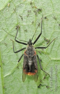 ������ �����������