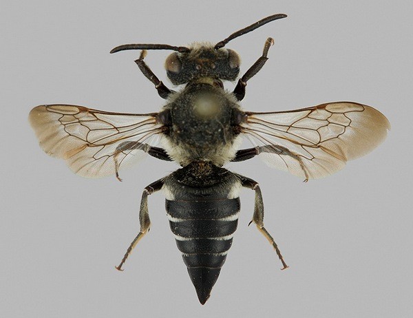 Coelioxys (Coelioxys) mandibularis 