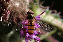 Episyrphus balteatus