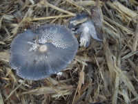 Coprinopsis cinerea