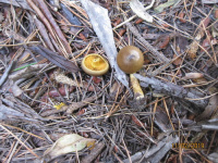 Cortinarius aureifolius