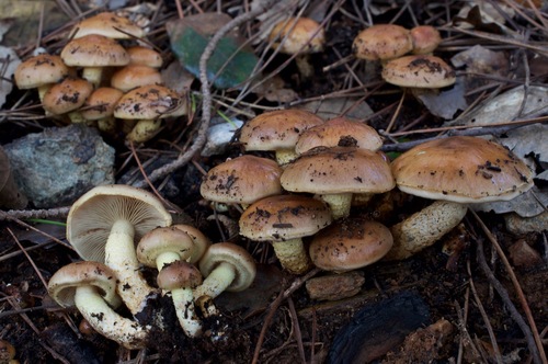 Pholiota carbonaria