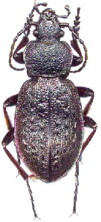 Carabus loschnikovi