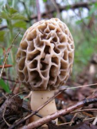 Morchella esculenta