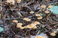 Xeromphalina cauticinalis