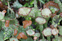 Cladonia gracilis 