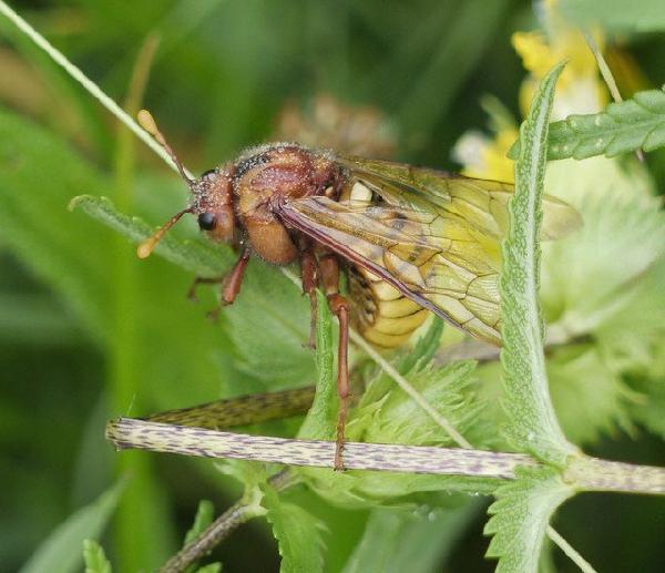 ������� ������