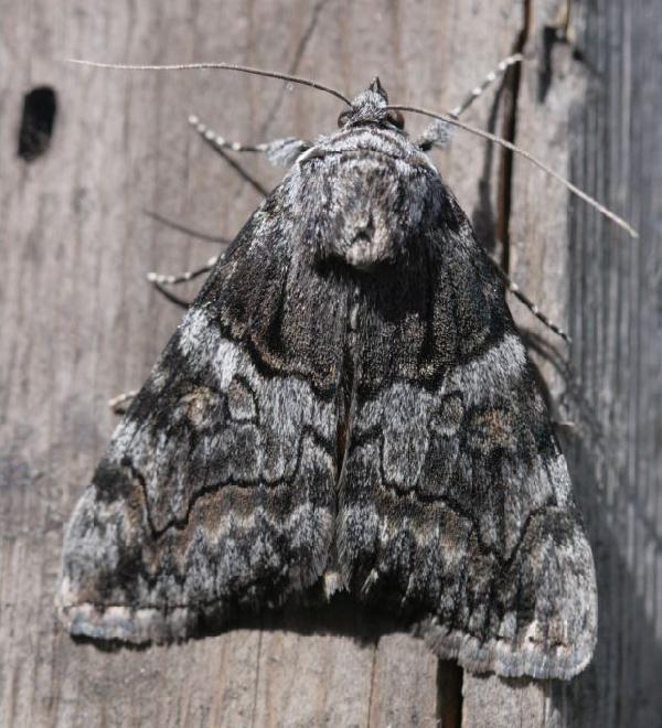 Catocala deuteronympha 