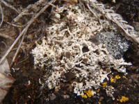 Pertusaria bryontha 