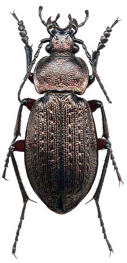 Carabus arcensis conciliator