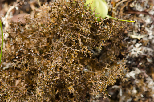 Cetrariella delisei 