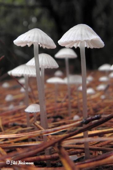 Mycena alcalina