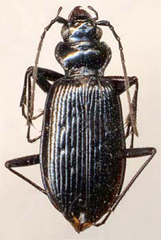 Nebria (Boreonebria) nivalis 