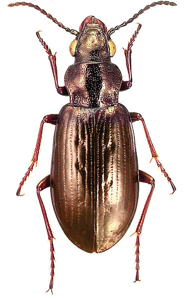 Diacheila arctica