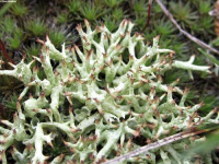 Cladonia uncialis 