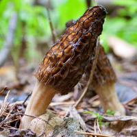 Morchella elata