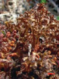 Cetrariella fastigiata