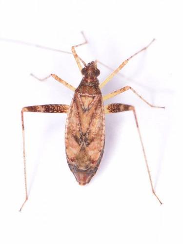 Phytocoris (Ktenocoris) nowickyi 