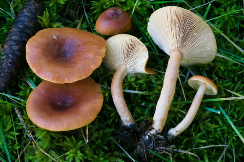 Lactarius sphagneti 