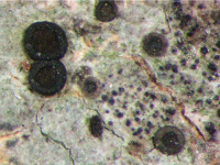 Zwackhiomyces martinatianus (Arnold) Triebel & Grube