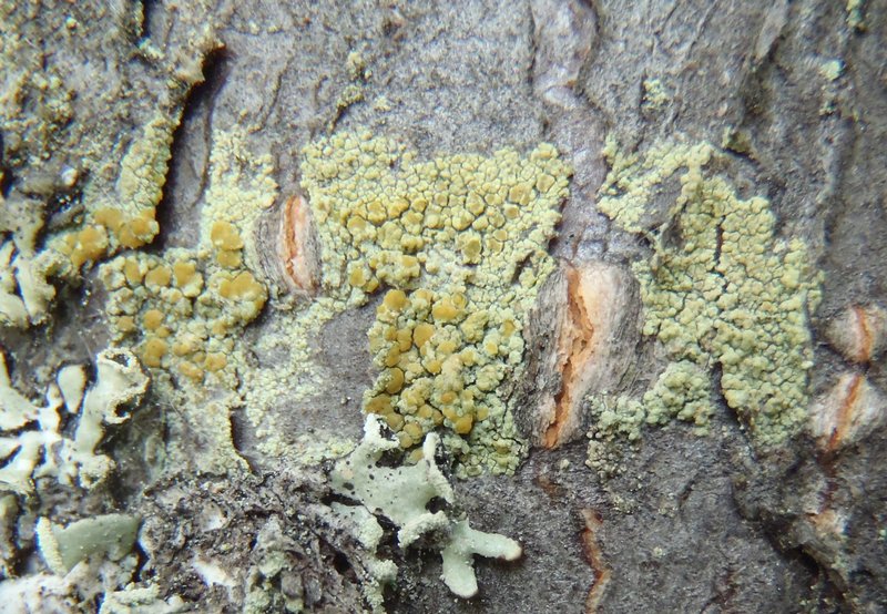 Lecanora symmicta 