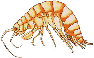 �������������� ��������